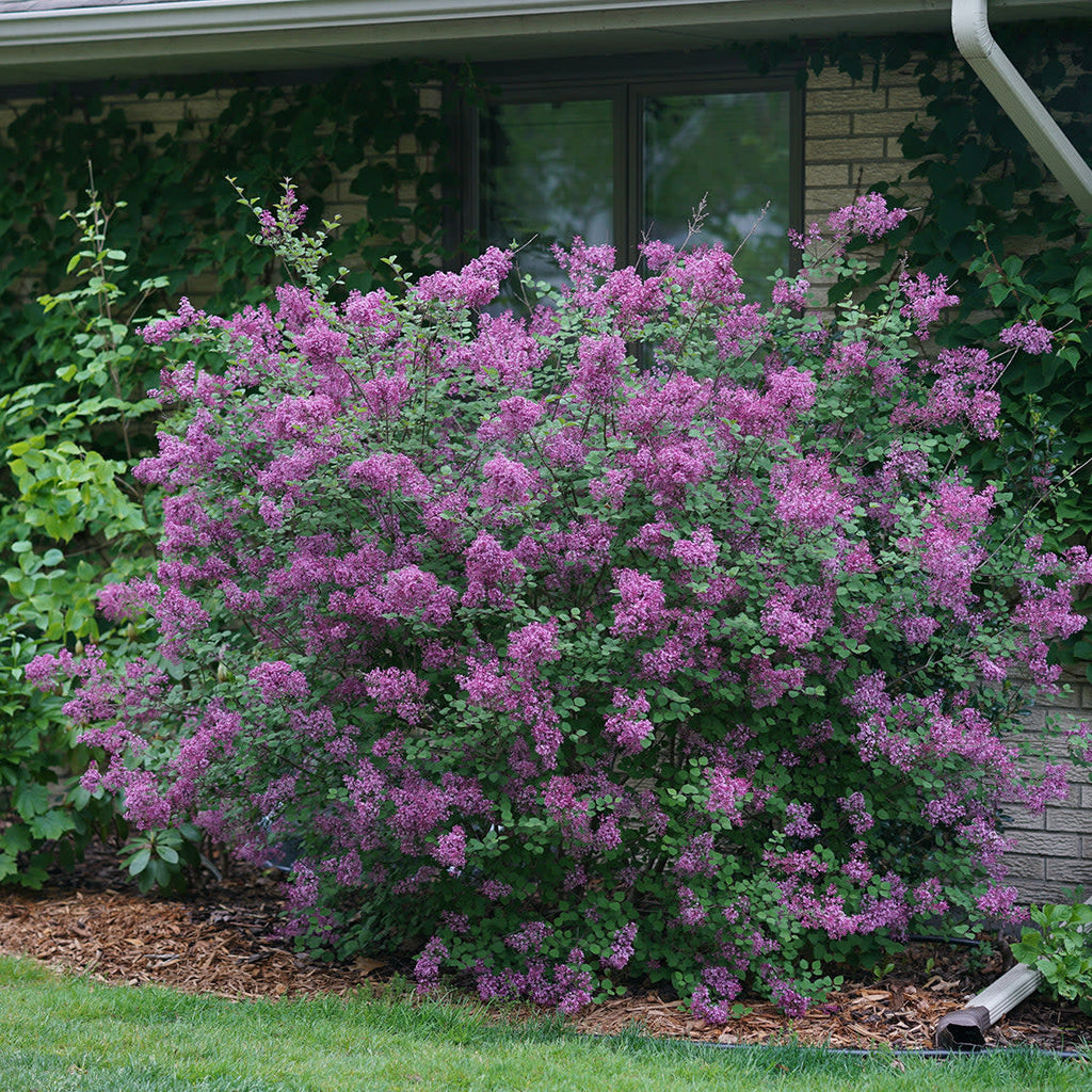 Proven Winners® Bloomerang® Dark Purple Reblooming Lilac (Syringa x)