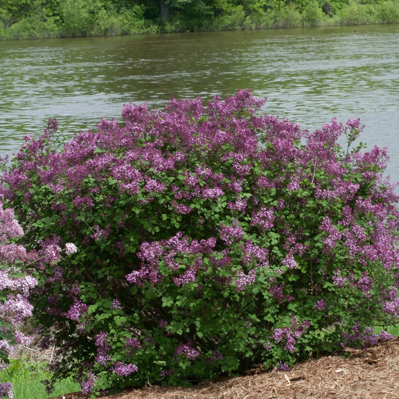 Proven Winners® Bloomerang® Dark Purple Reblooming Lilac (Syringa x)