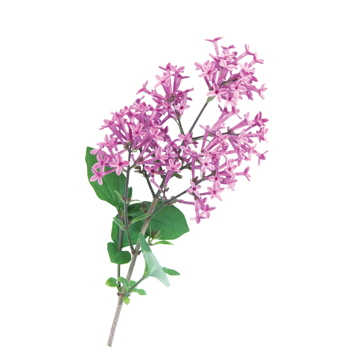Proven Winners® Bloomerang® Dark Purple Reblooming Lilac (Syringa x)