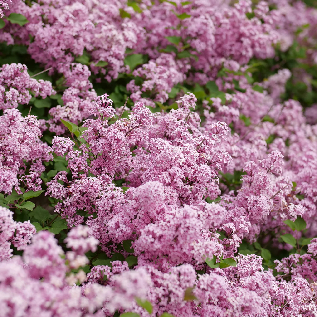 Proven Winners® Bloomerang Purpink® Reblooming Lilac (Syringa x pubescens)