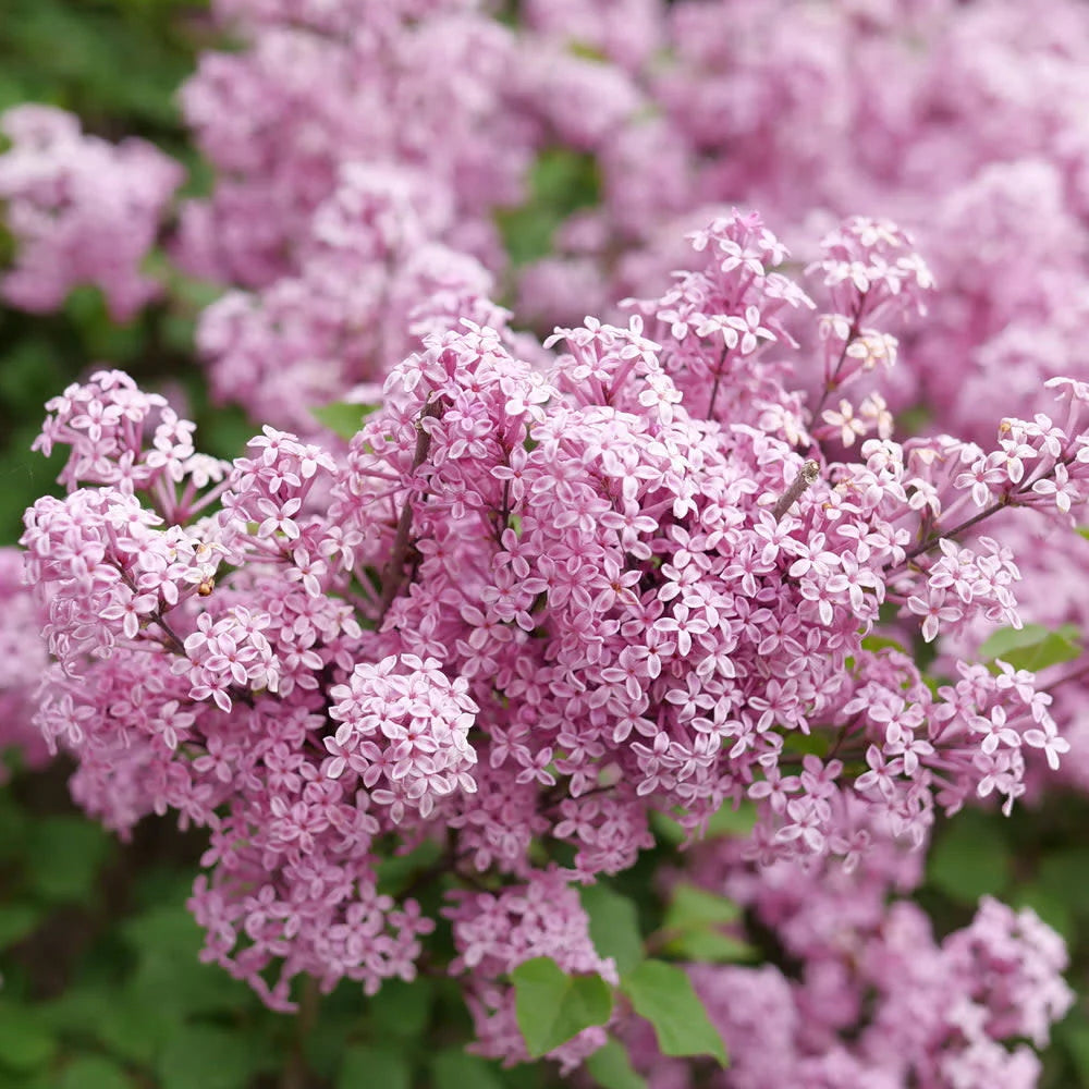 Proven Winners® Bloomerang Purpink® Reblooming Lilac (Syringa x pubescens)