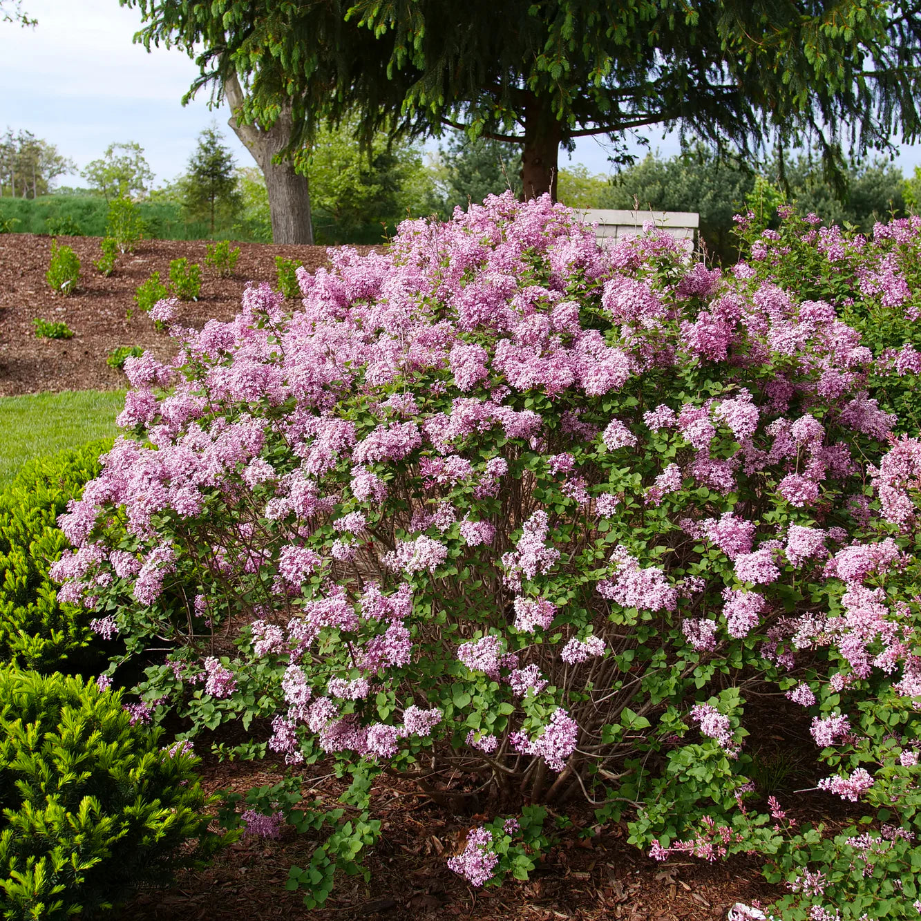 Proven Winners® Bloomerang Purpink® Reblooming Lilac (Syringa x pubescens)