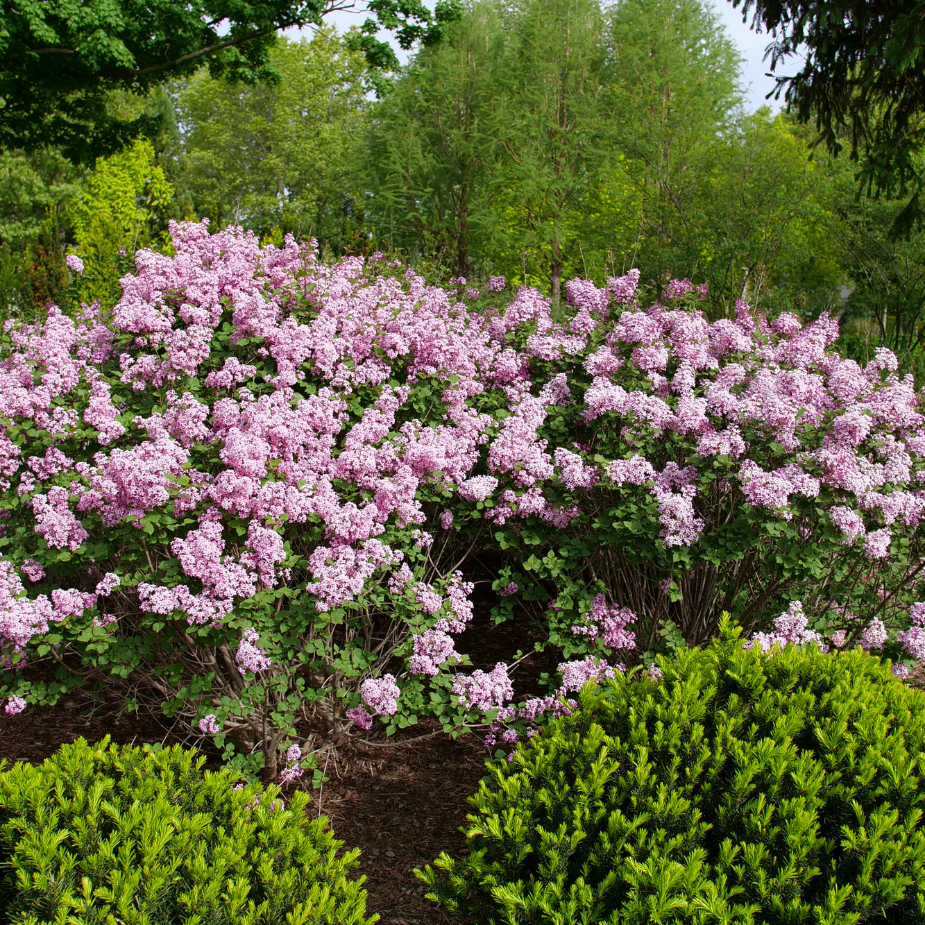 Proven Winners® Bloomerang Purpink® Reblooming Lilac (Syringa x pubescens)