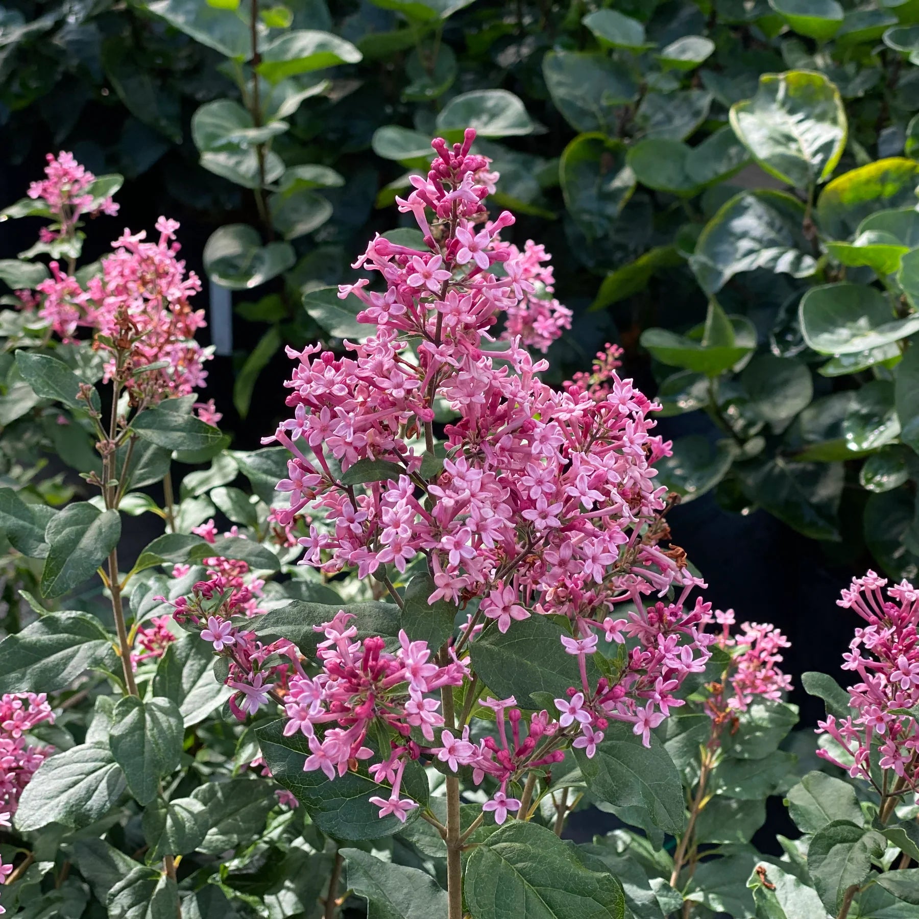 Proven Winners® Bloomerang Ballet® Reblooming Lilac (Syringa)