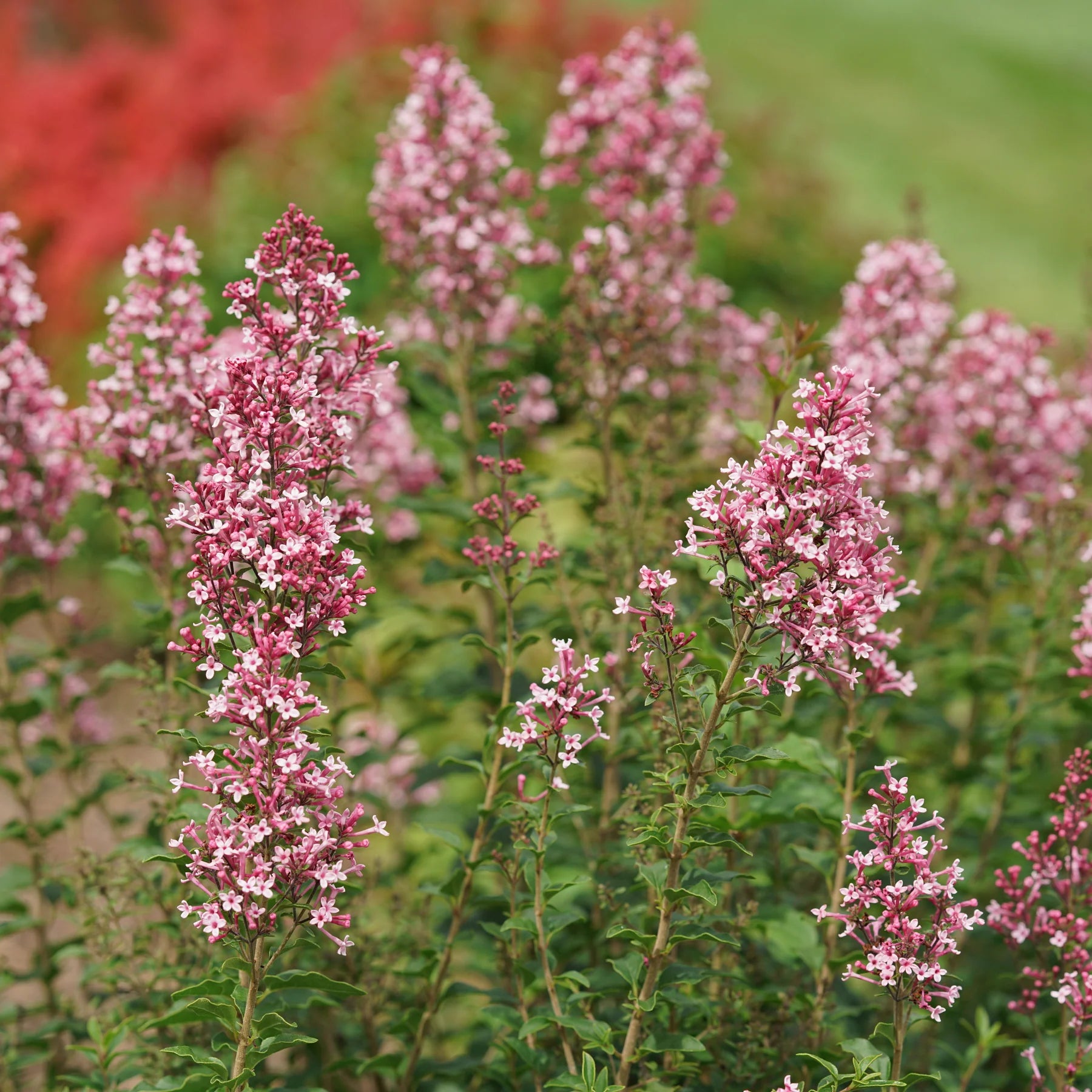 Proven Winners® Bloomerang Ballet® Reblooming Lilac (Syringa)