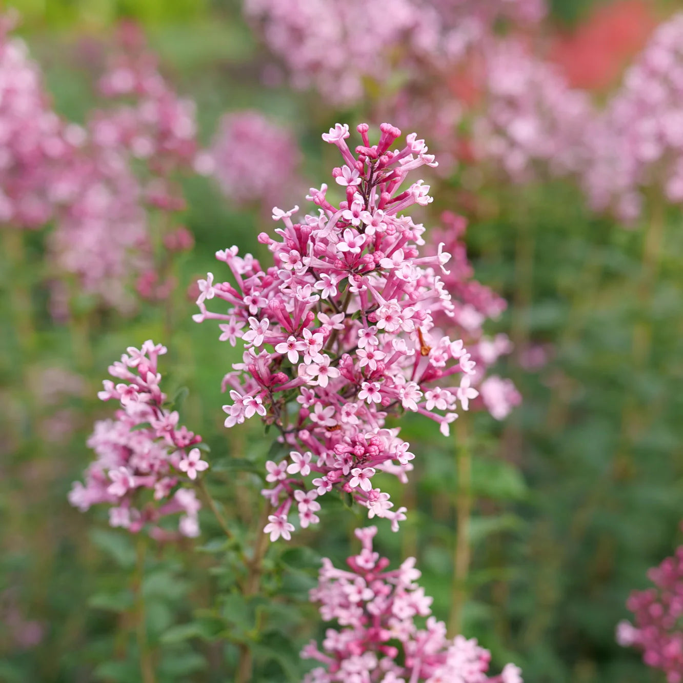 Proven Winners® Bloomerang Ballet® Reblooming Lilac (Syringa)