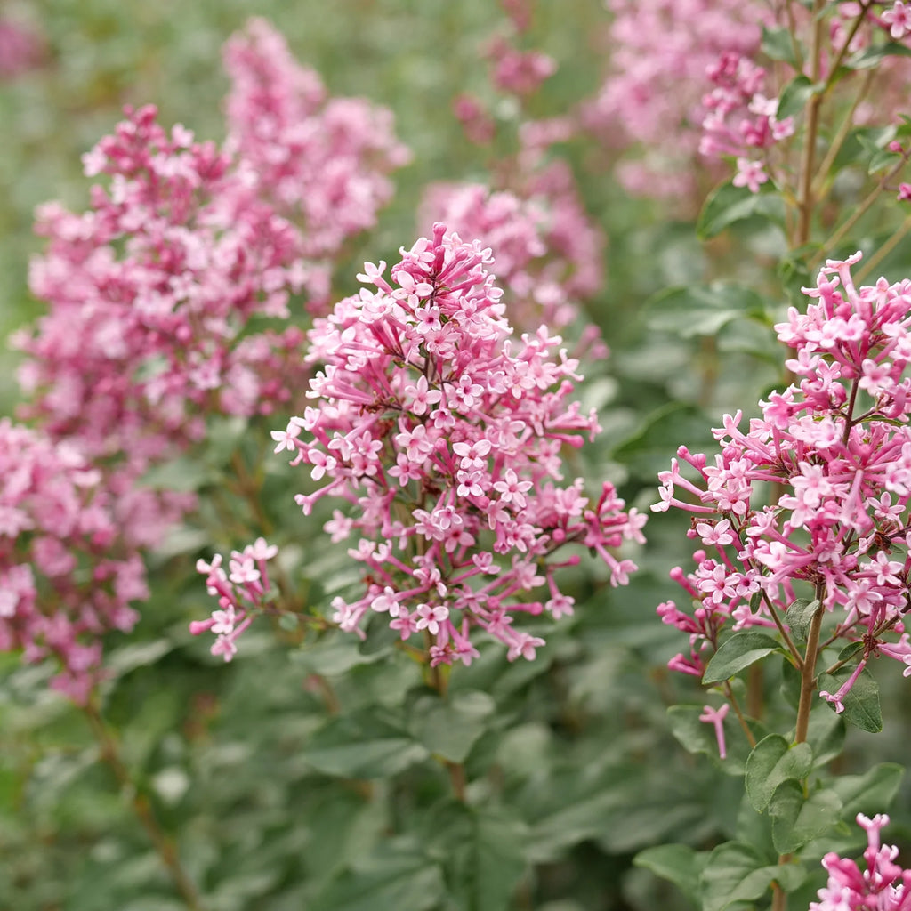 Proven Winners® Bloomerang Ballet® Reblooming Lilac (Syringa)