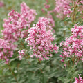 Proven Winners® Bloomerang Ballet® Reblooming Lilac (Syringa)