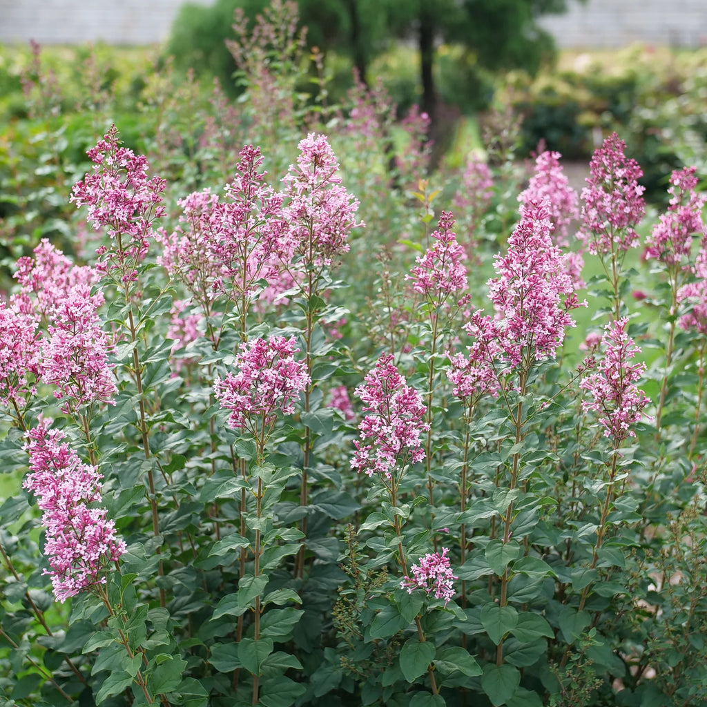 Proven Winners® Bloomerang Ballet® Reblooming Lilac (Syringa)