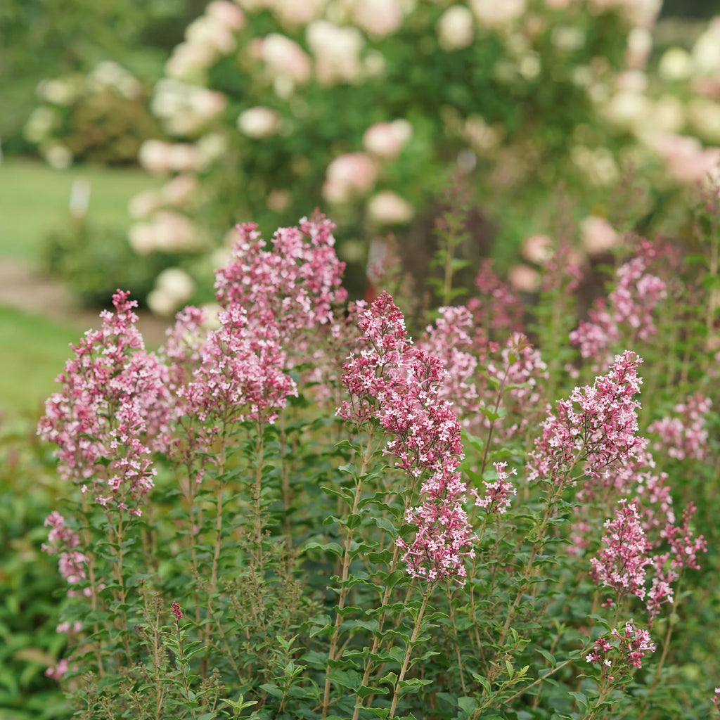Proven Winners® Bloomerang Ballet® Reblooming Lilac (Syringa)