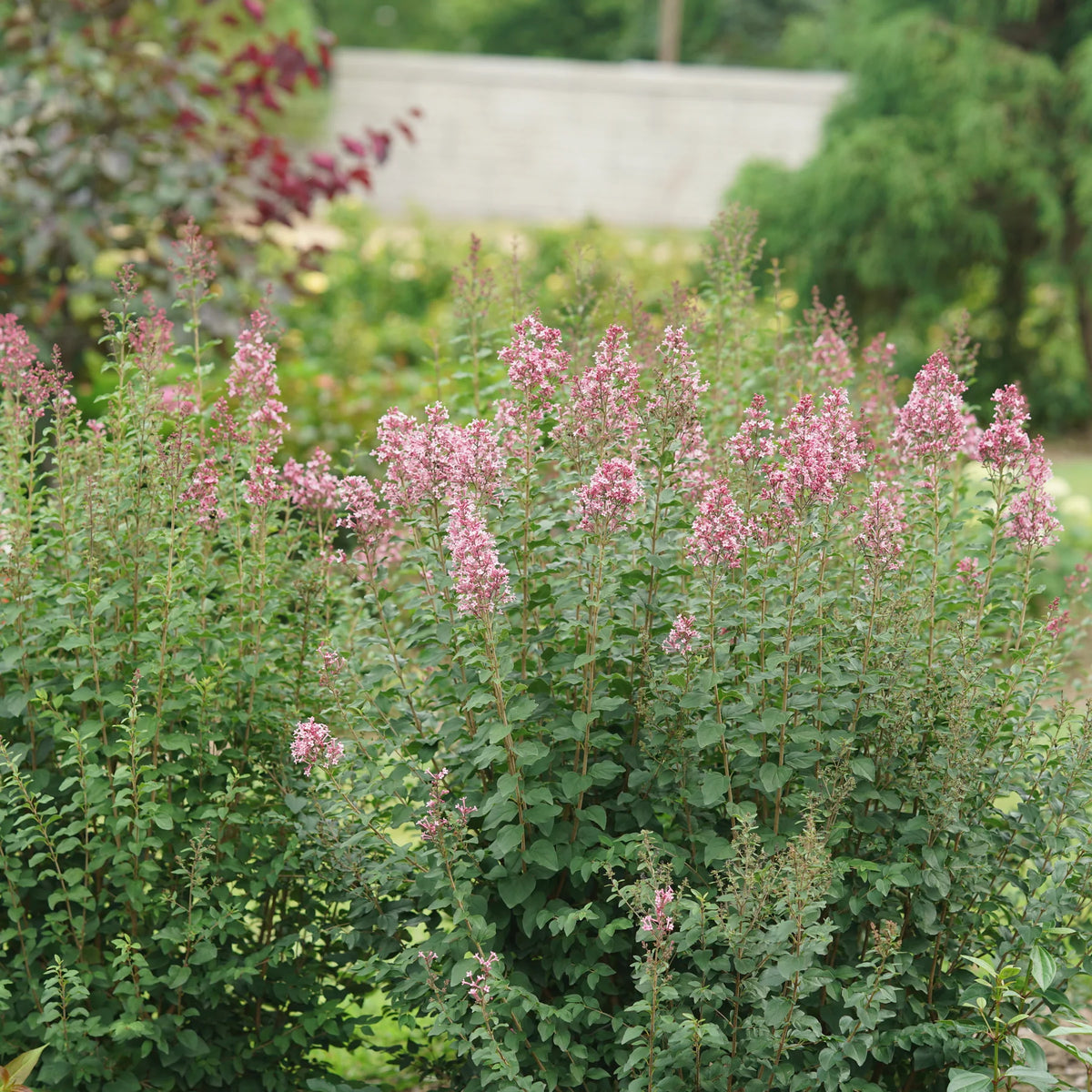 Proven Winners® Bloomerang Ballet® Reblooming Lilac (Syringa)