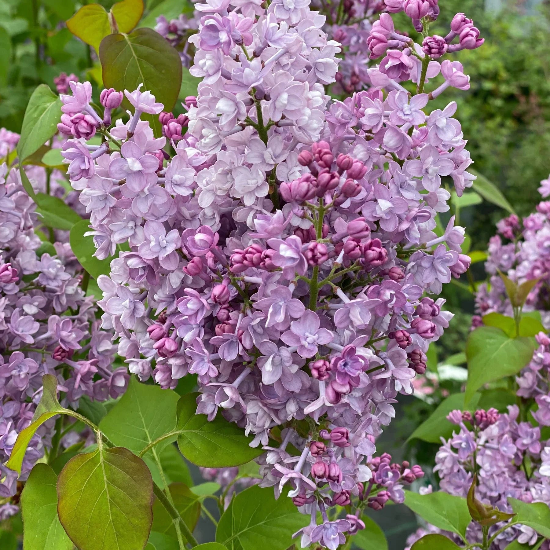 Proven Winners® Scentara® Double Blue Lilac (Syringa x hyacinthiflora)