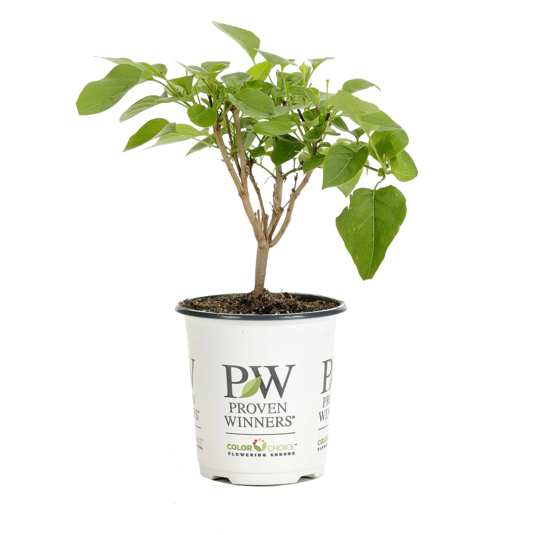 Proven Winners® Scentara® Double Blue Lilac (Syringa x hyacinthiflora)