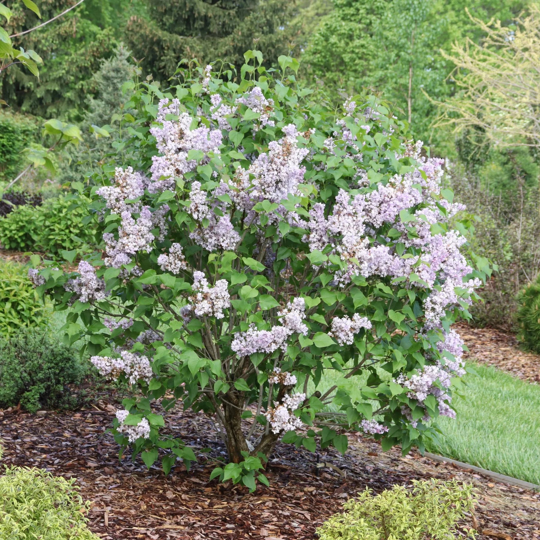 Proven Winners® Scentara® Double Blue Lilac (Syringa x hyacinthiflora)