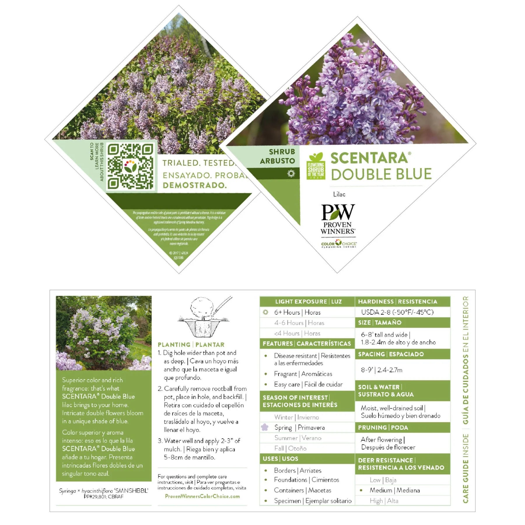 Proven Winners® Scentara® Double Blue Lilac (Syringa x hyacinthiflora)