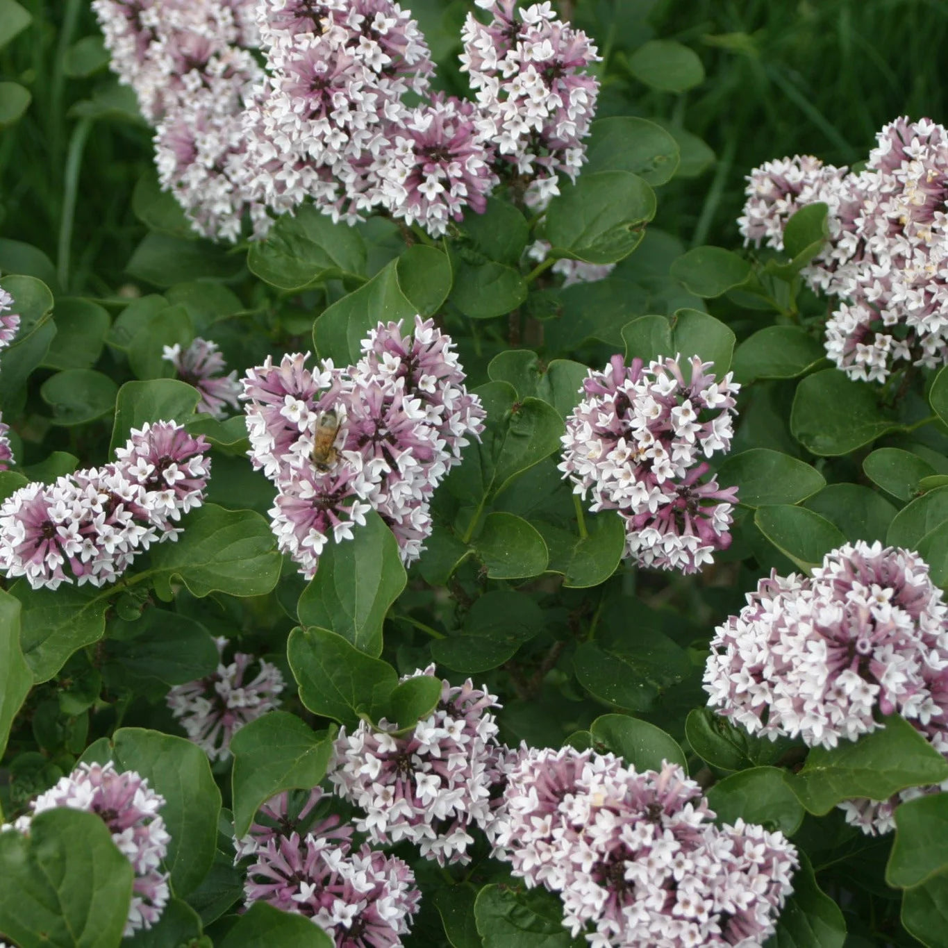 Proven Winners® Baby Kim® Lilac (Syringa x)