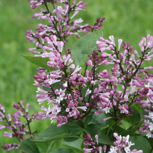 Proven Winners® Baby Kim® Lilac (Syringa x)