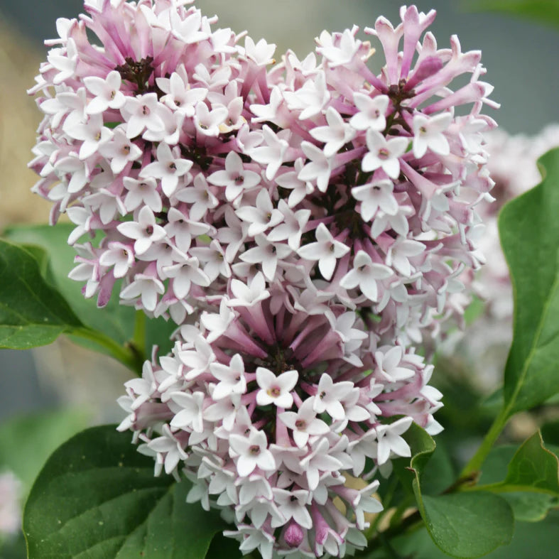 Proven Winners® Baby Kim® Lilac (Syringa x)