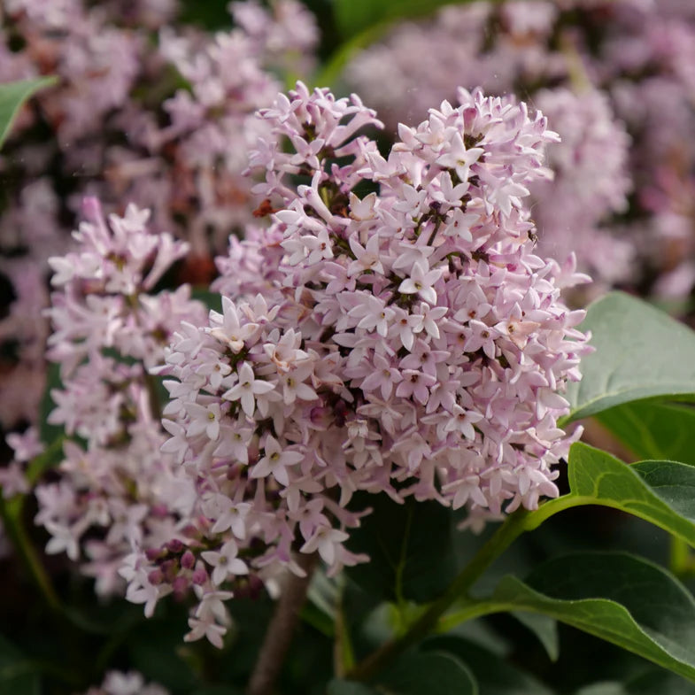 Proven Winners® Baby Kim® Lilac (Syringa x)