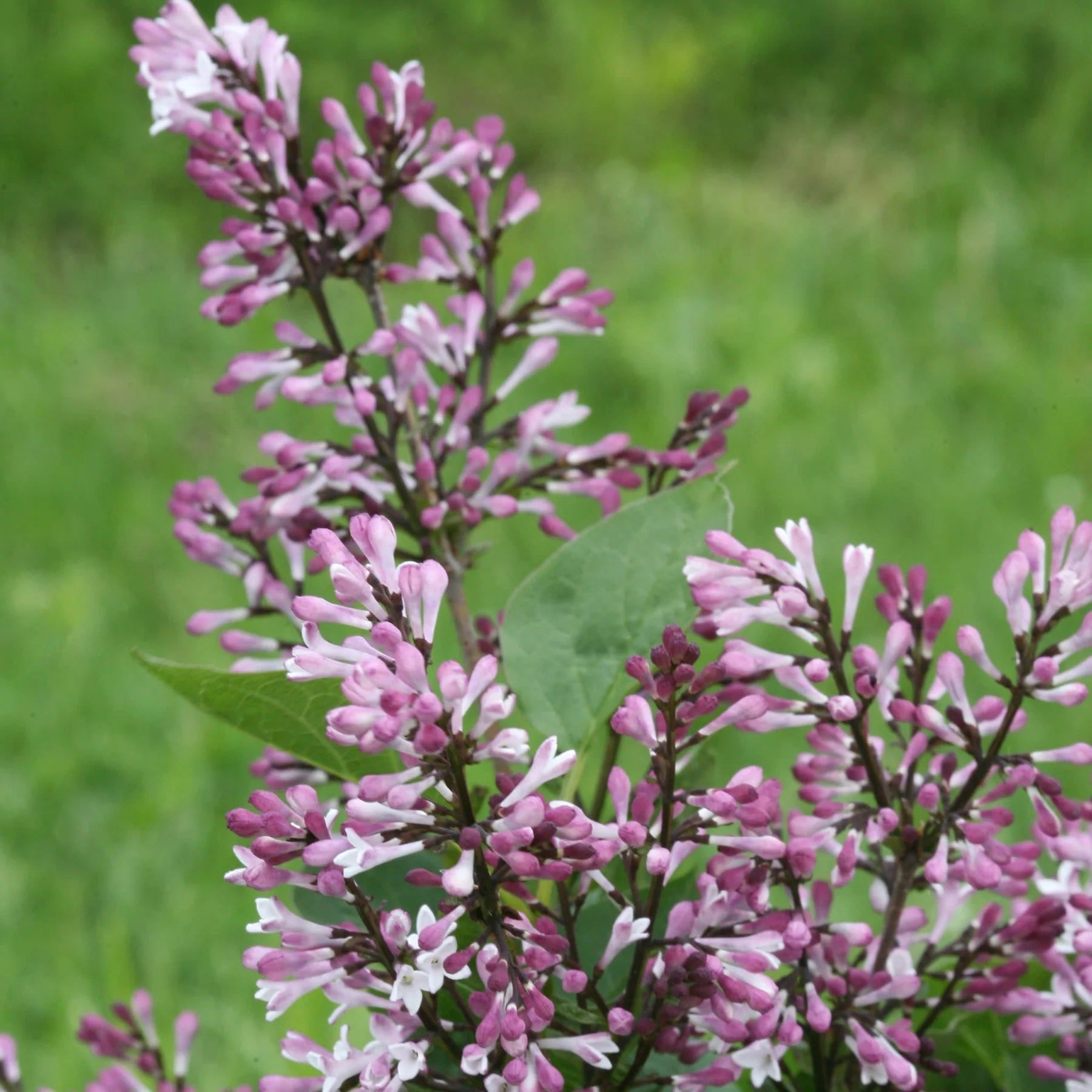 Proven Winners® Baby Kim® Lilac (Syringa x)