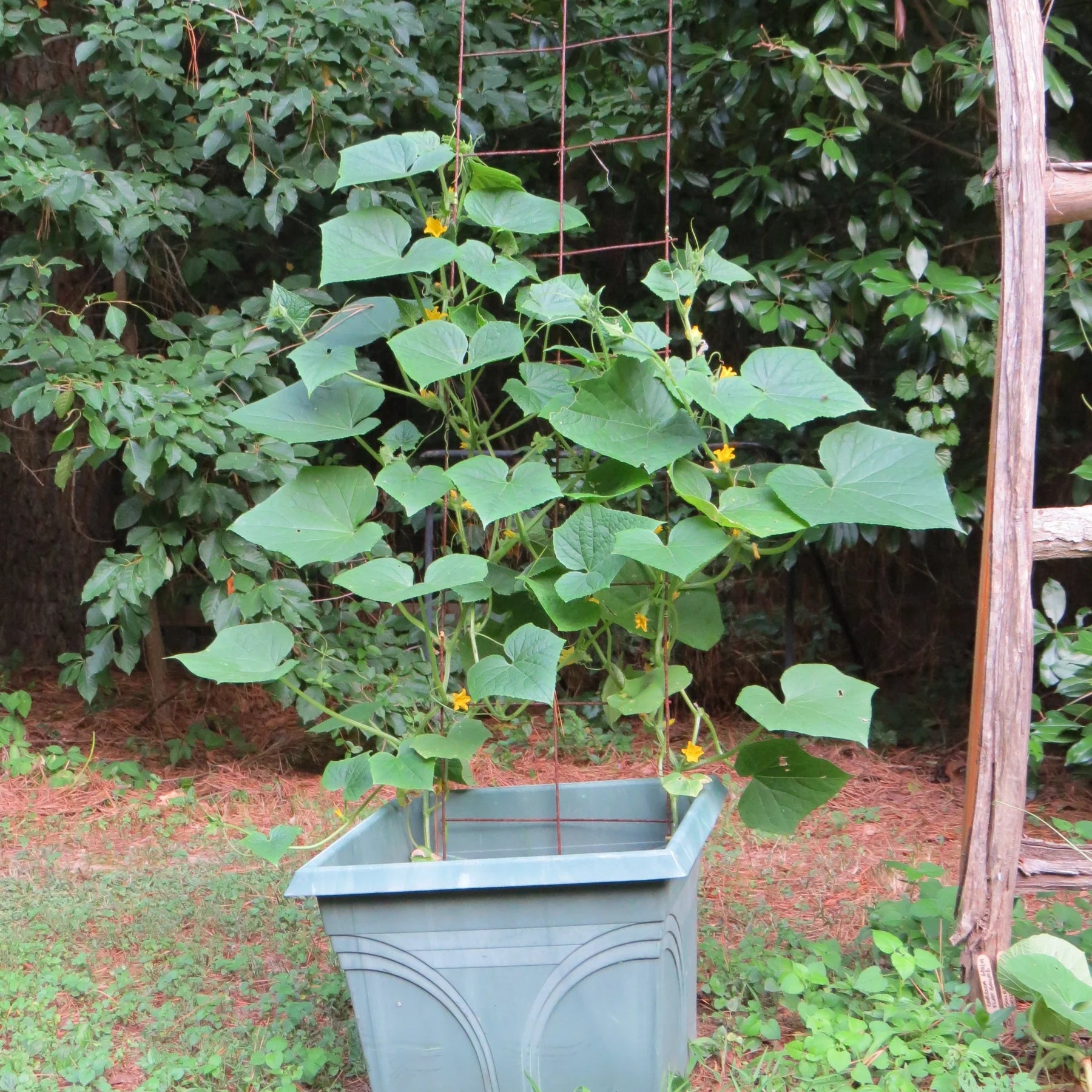 Proven Selections® Straight Eight Slicing Cucumber (Cucumis sativus)