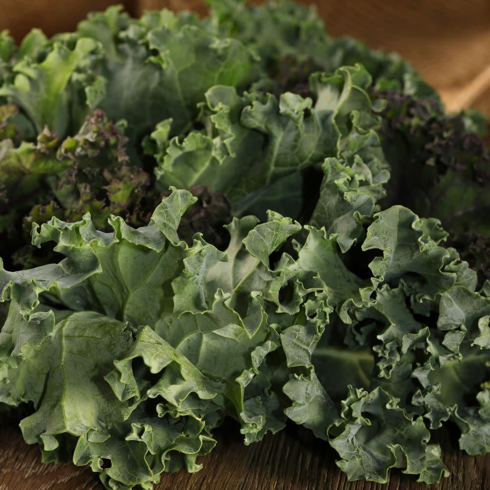 Proven Selections® Mixed Kale (Brassica oleracea var. sabellica)