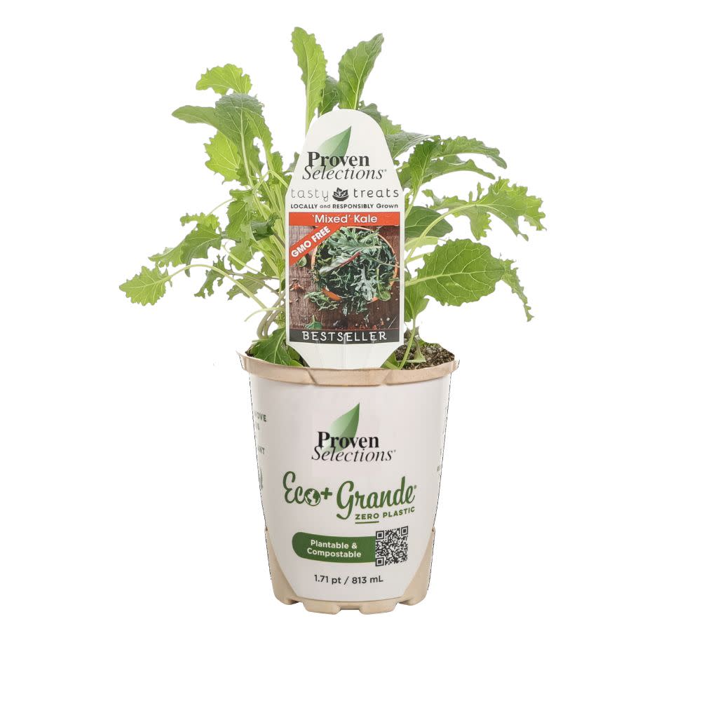 Proven Selections® Mixed Kale (Brassica oleracea var. sabellica)