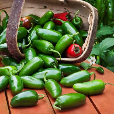 Proven Selections® Mucho Nacho Jalapeno (Capsicum annuum)
