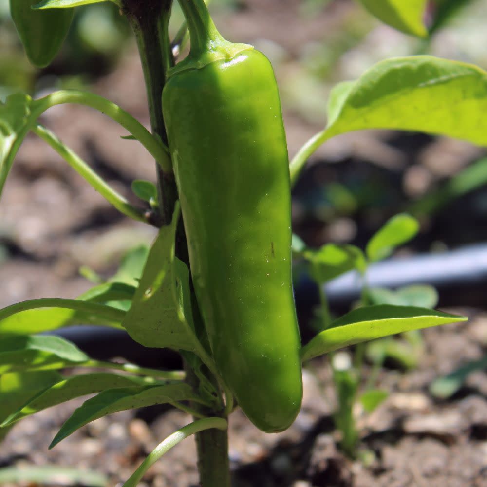 Proven Selections® Mucho Nacho Jalapeno (Capsicum annuum)