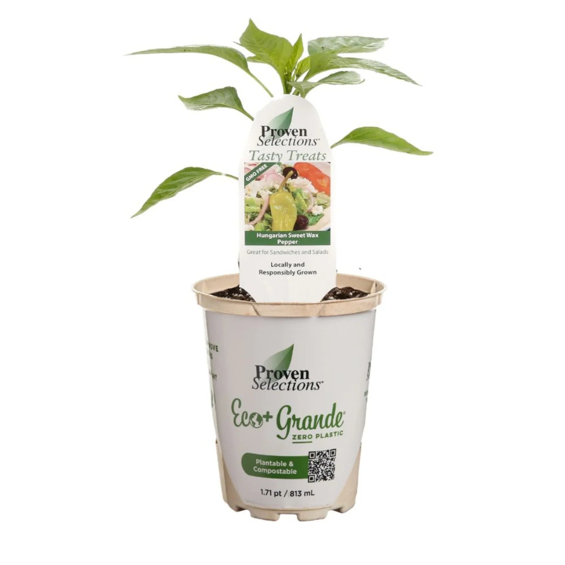 Proven Selections® Hungarian Sweet Wax Pepper (Capsicum annuum)