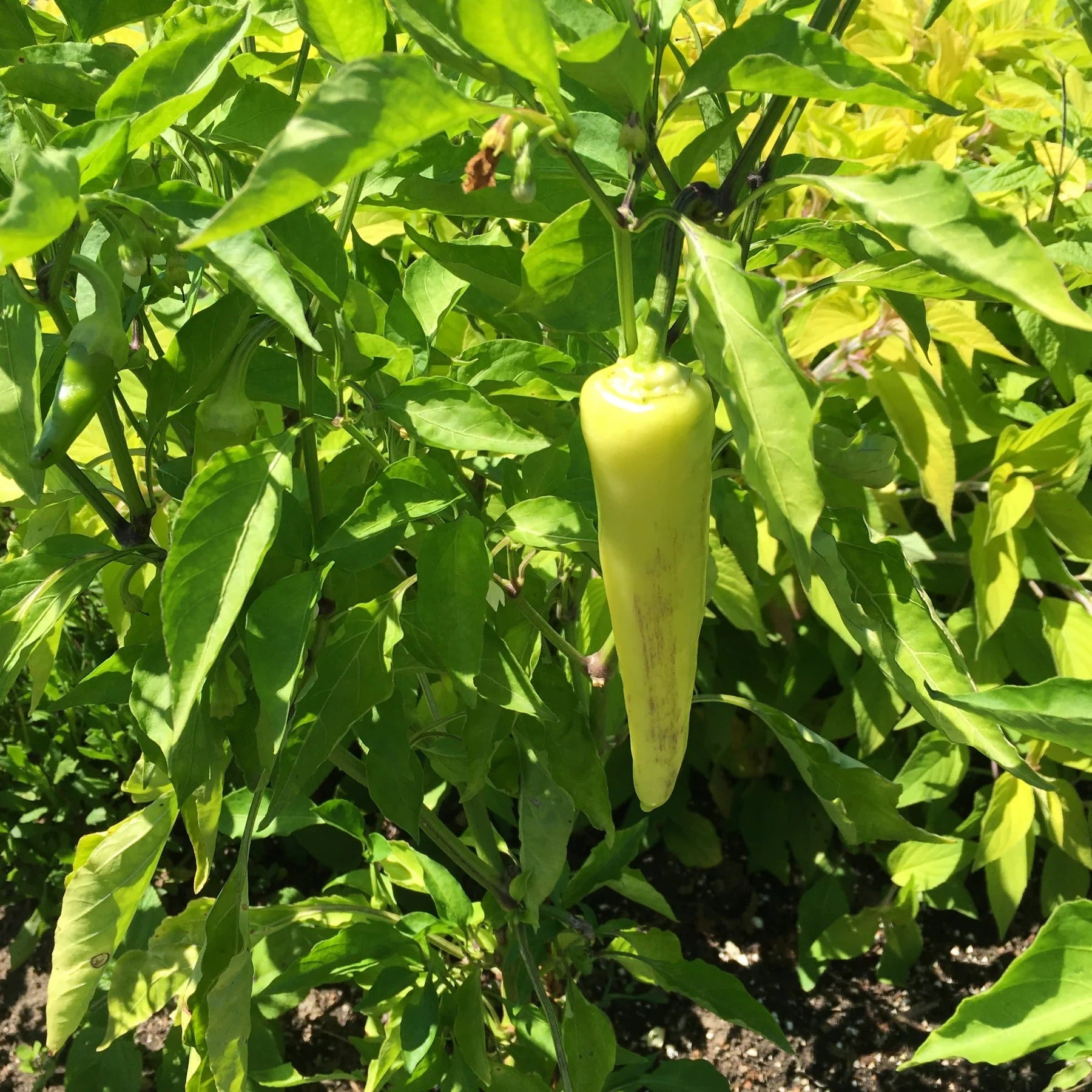 Proven Selections® Hungarian Sweet Wax Pepper (Capsicum annuum)
