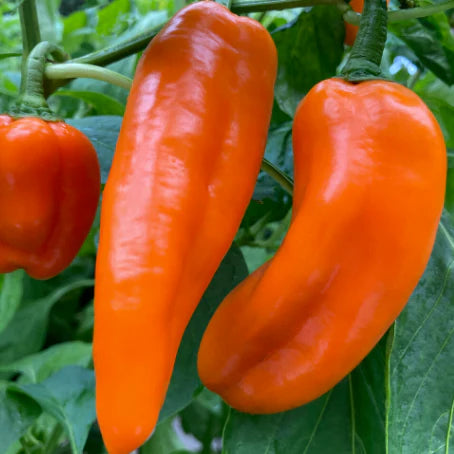 Proven Selections® Pepper Pots™ Sugar Kick™ Sweet Pepper (Capsicum annuum)