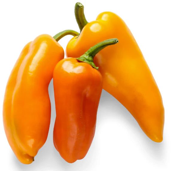 Proven Selections® Pepper Pots™ Sugar Kick™ Sweet Pepper (Capsicum annuum)