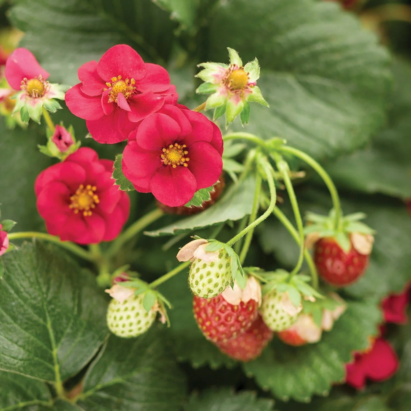 Proven Selections® Berried Treasure® Red Strawberry (Fragaria ananassa)