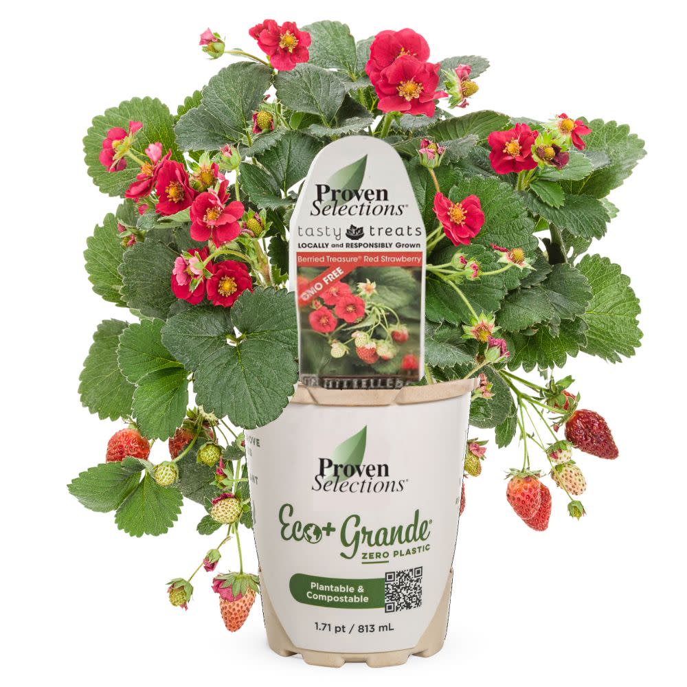 Proven Selections® Berried Treasure® Red Strawberry (Fragaria ananassa)