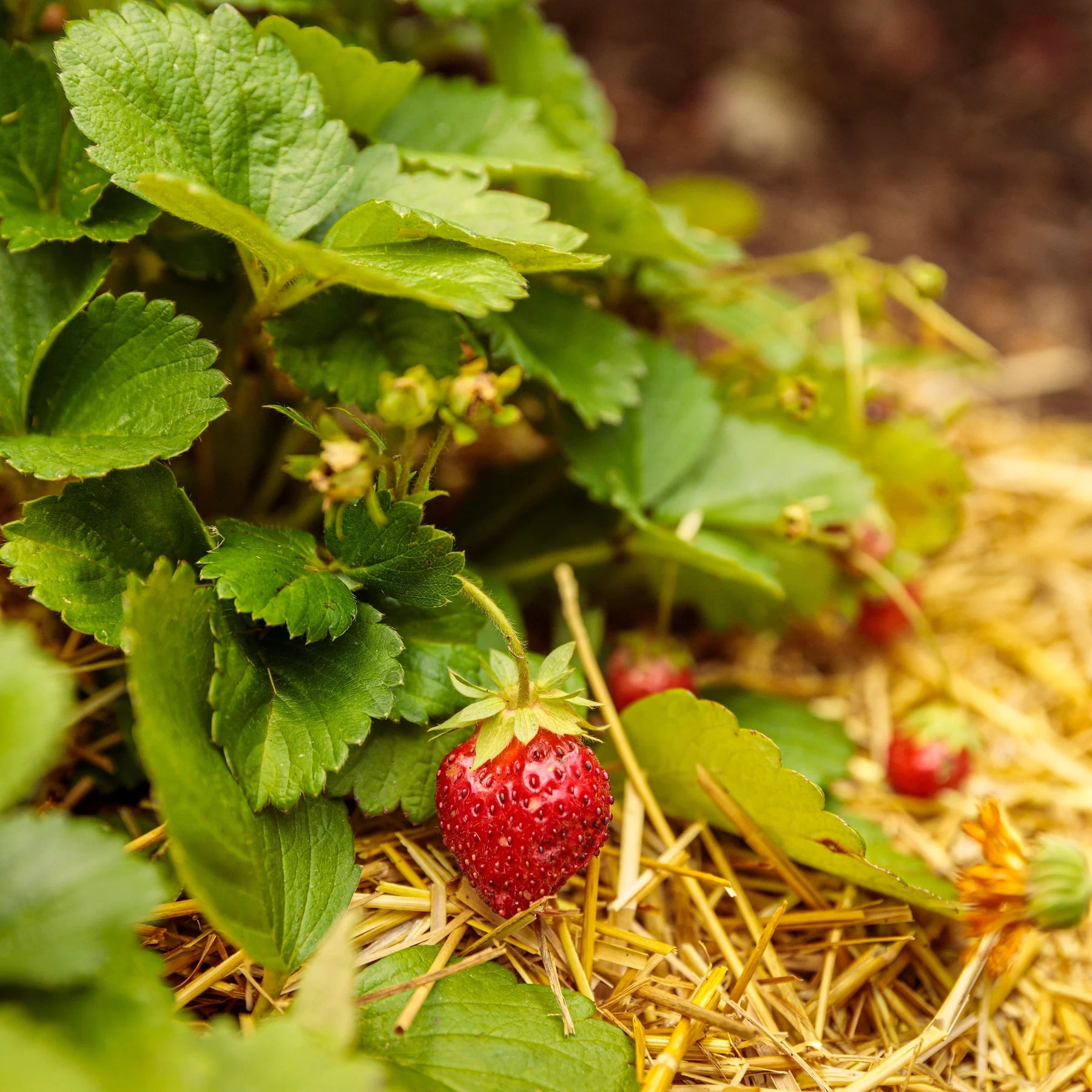 Proven Selections® Berried Treasure® Red Strawberry (Fragaria ananassa)