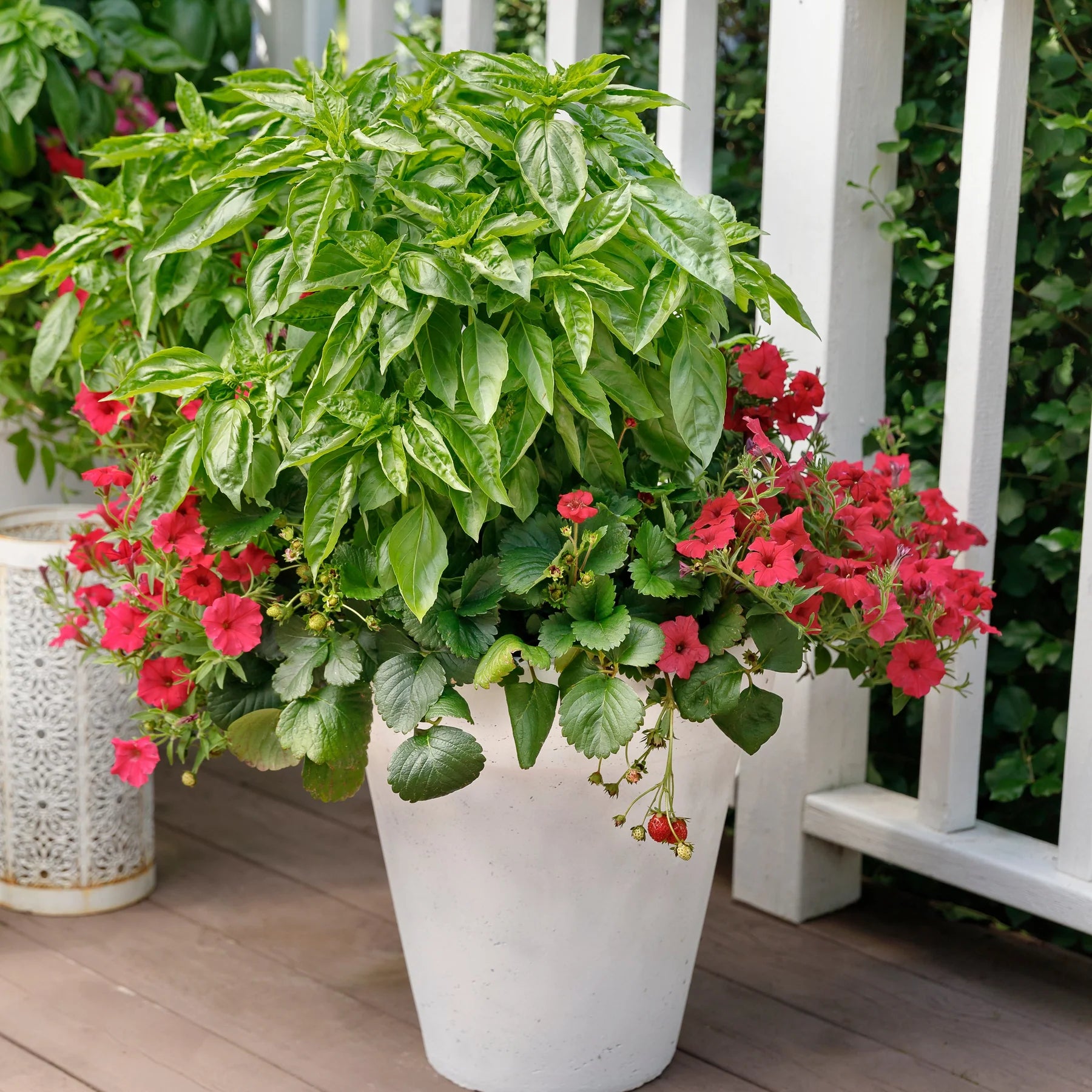 Proven Selections® Berried Treasure® Red Strawberry (Fragaria ananassa)