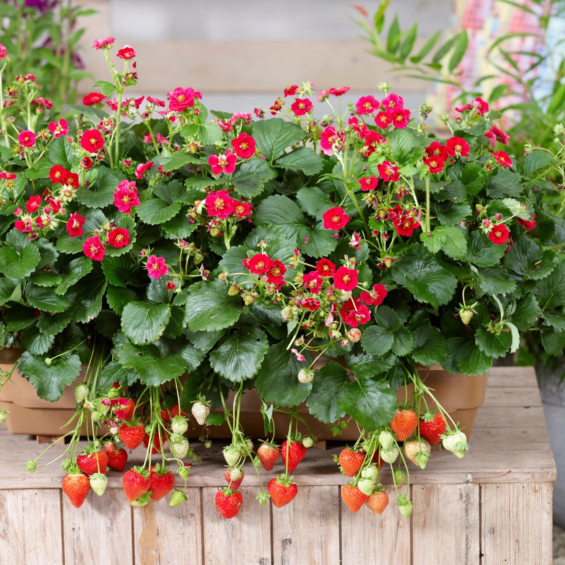 Proven Selections® Berried Treasure® Red Strawberry (Fragaria ananassa)
