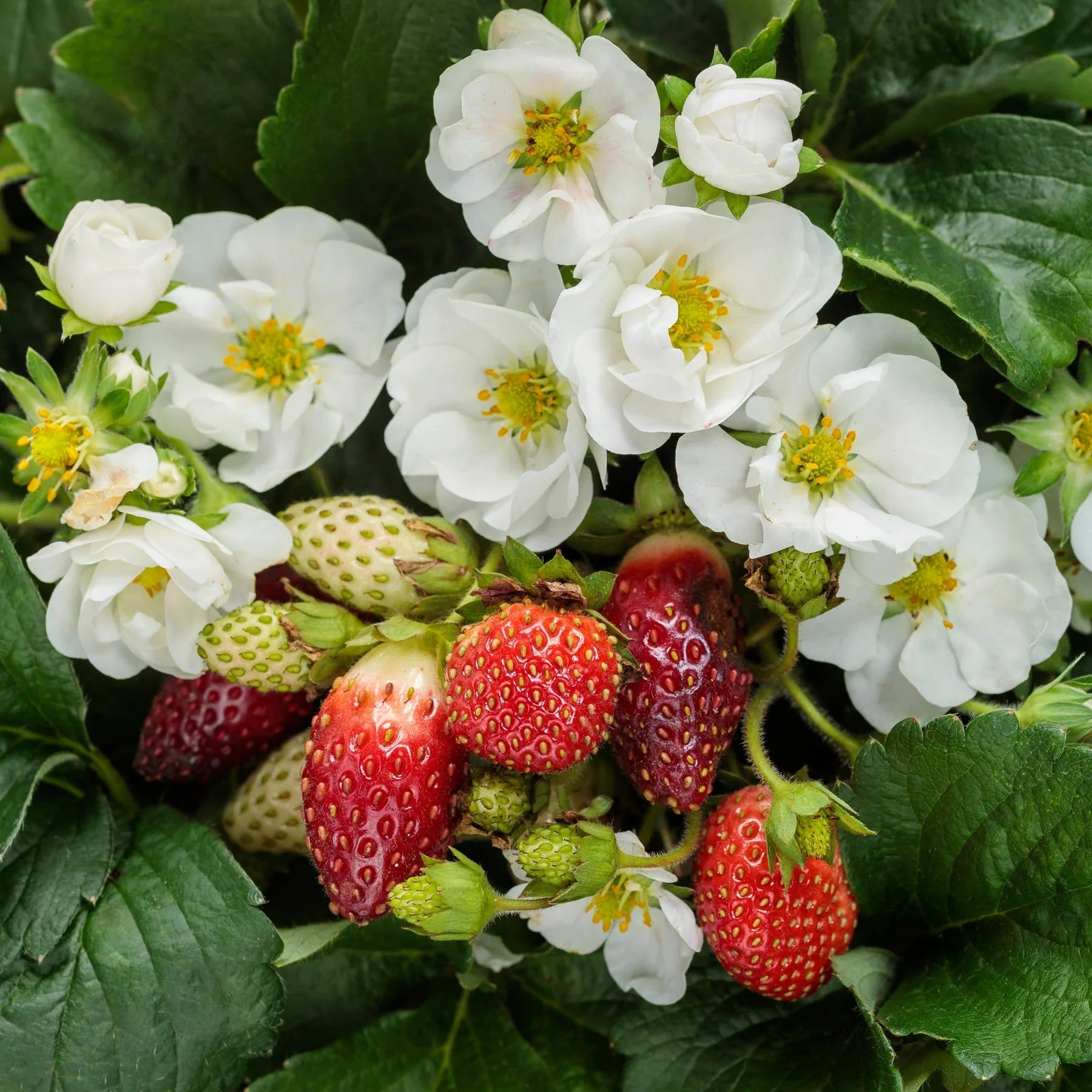 Proven Selections® Berried Treasure® White Strawberry (Fragaria ananassa)