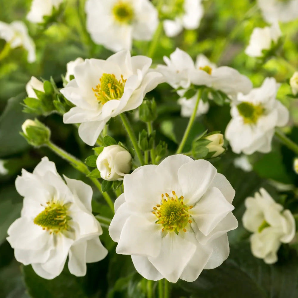 Proven Selections® Berried Treasure® White Strawberry (Fragaria ananassa)