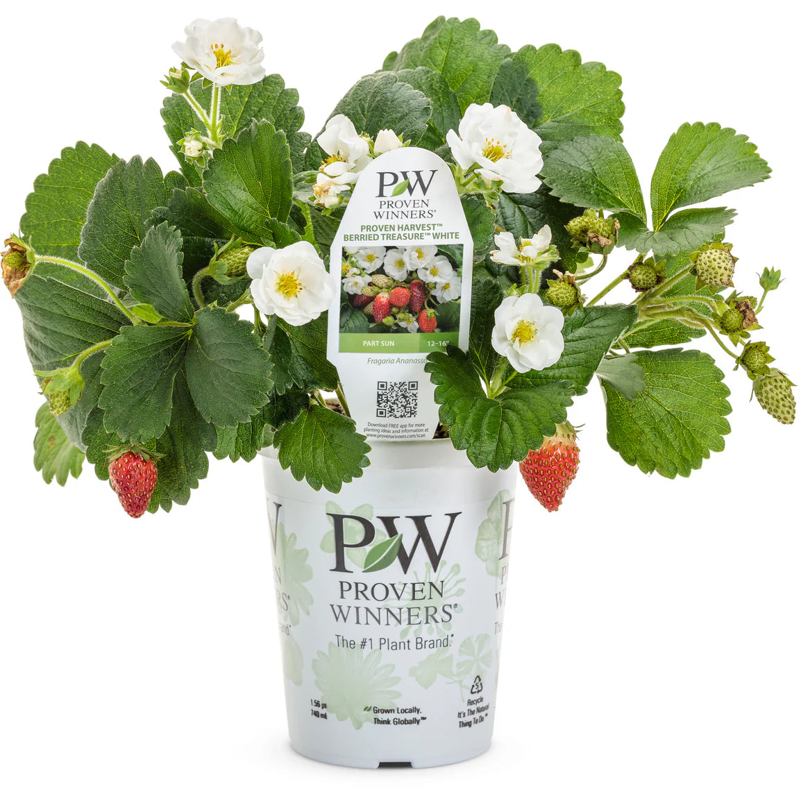 Proven Selections® Berried Treasure® White Strawberry (Fragaria ananassa)