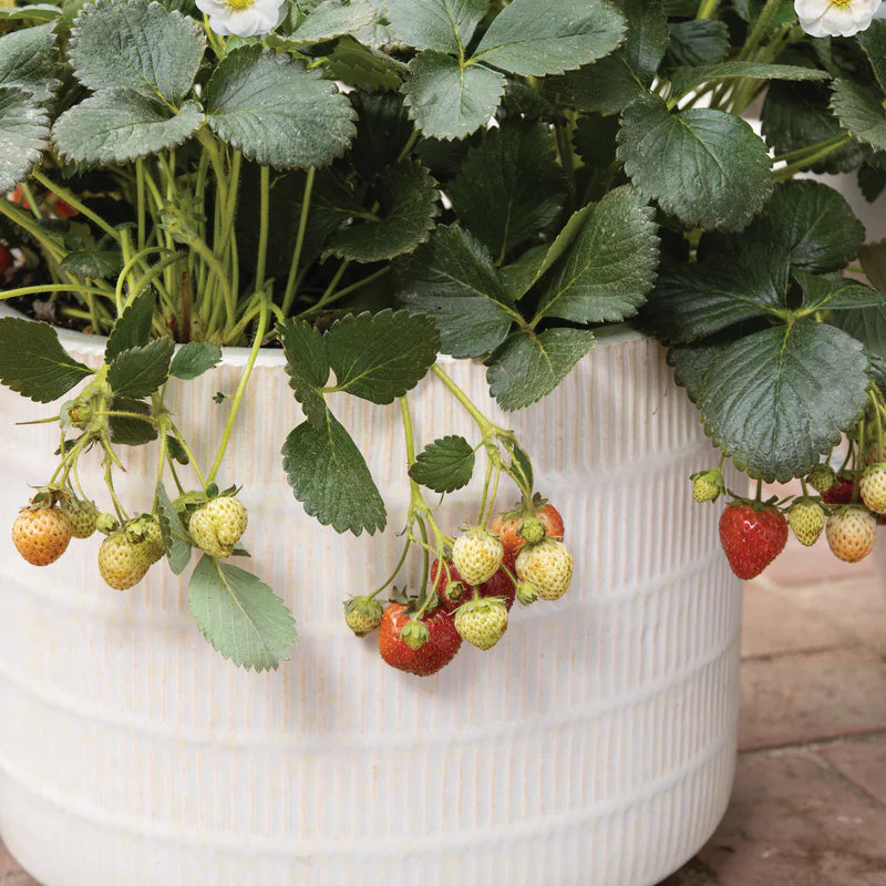 Proven Selections® Berried Treasure® White Strawberry (Fragaria ananassa)