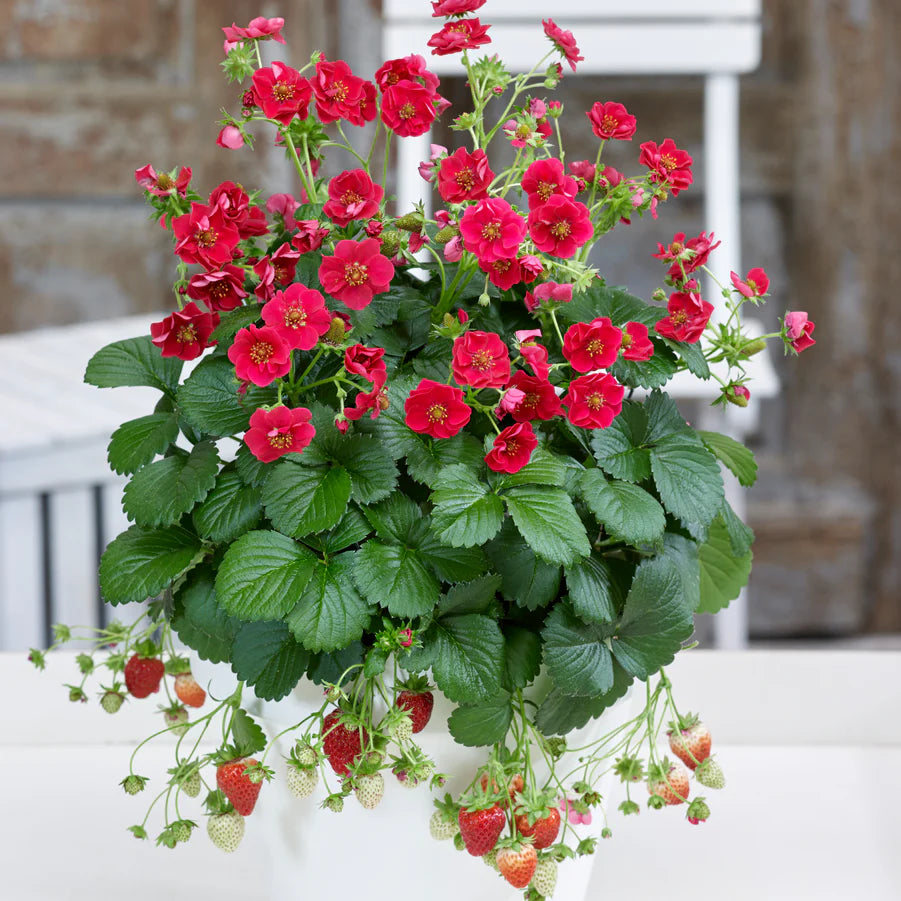 Proven Selections® Berried Treasure® White Strawberry (Fragaria ananassa)