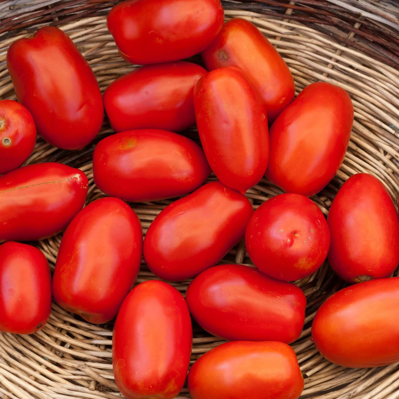 Proven Selections® San Marzano Heirloom Tomato (Solanum lycopersicum)