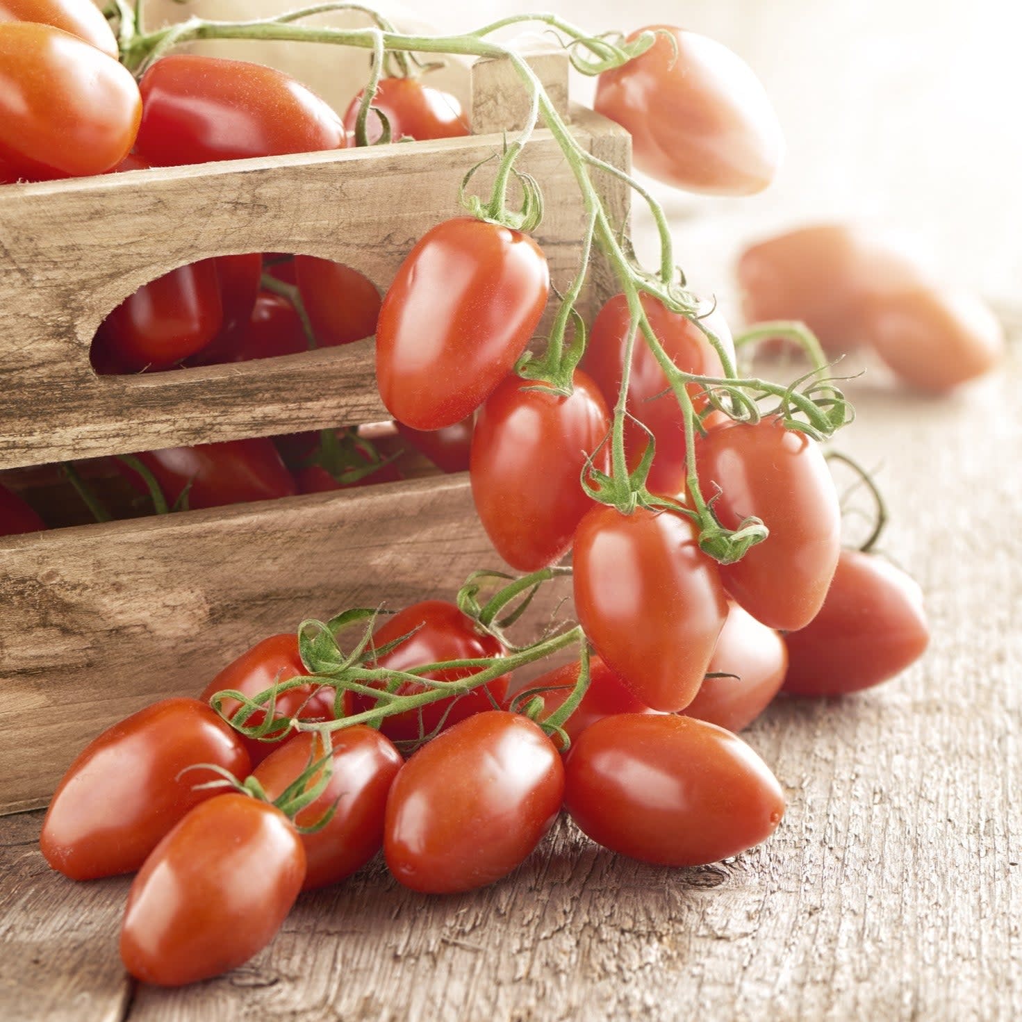 Proven Selections® San Marzano Heirloom Tomato (Solanum lycopersicum)
