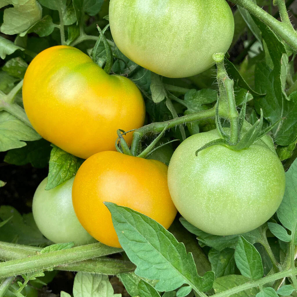 Proven Selections® Tempting Tomatoes® Bellini Cocktail Tomato (Solanum lycopersicum)