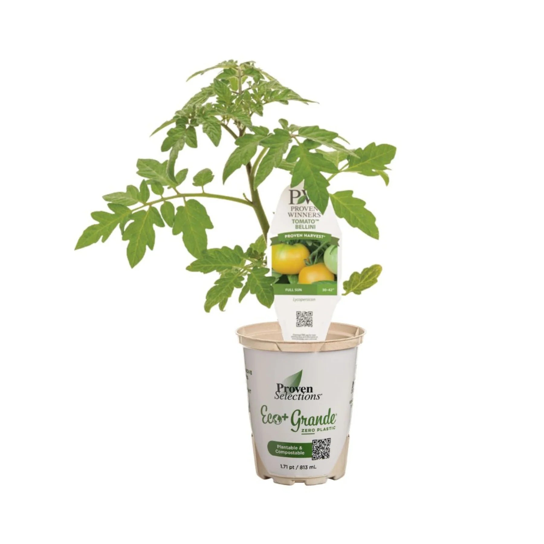 Proven Selections® Tempting Tomatoes® Bellini Cocktail Tomato (Solanum lycopersicum)