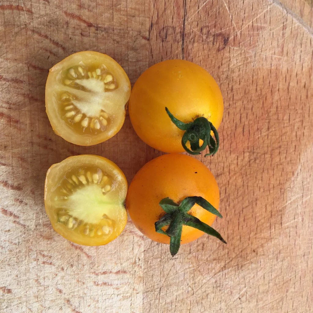 Proven Selections® Tempting Tomatoes® Bellini Cocktail Tomato (Solanum lycopersicum)