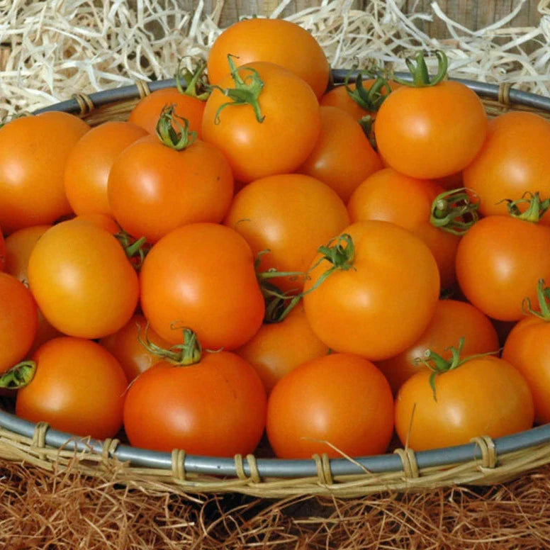 Proven Selections® Tempting Tomatoes® Bellini Cocktail Tomato (Solanum lycopersicum)