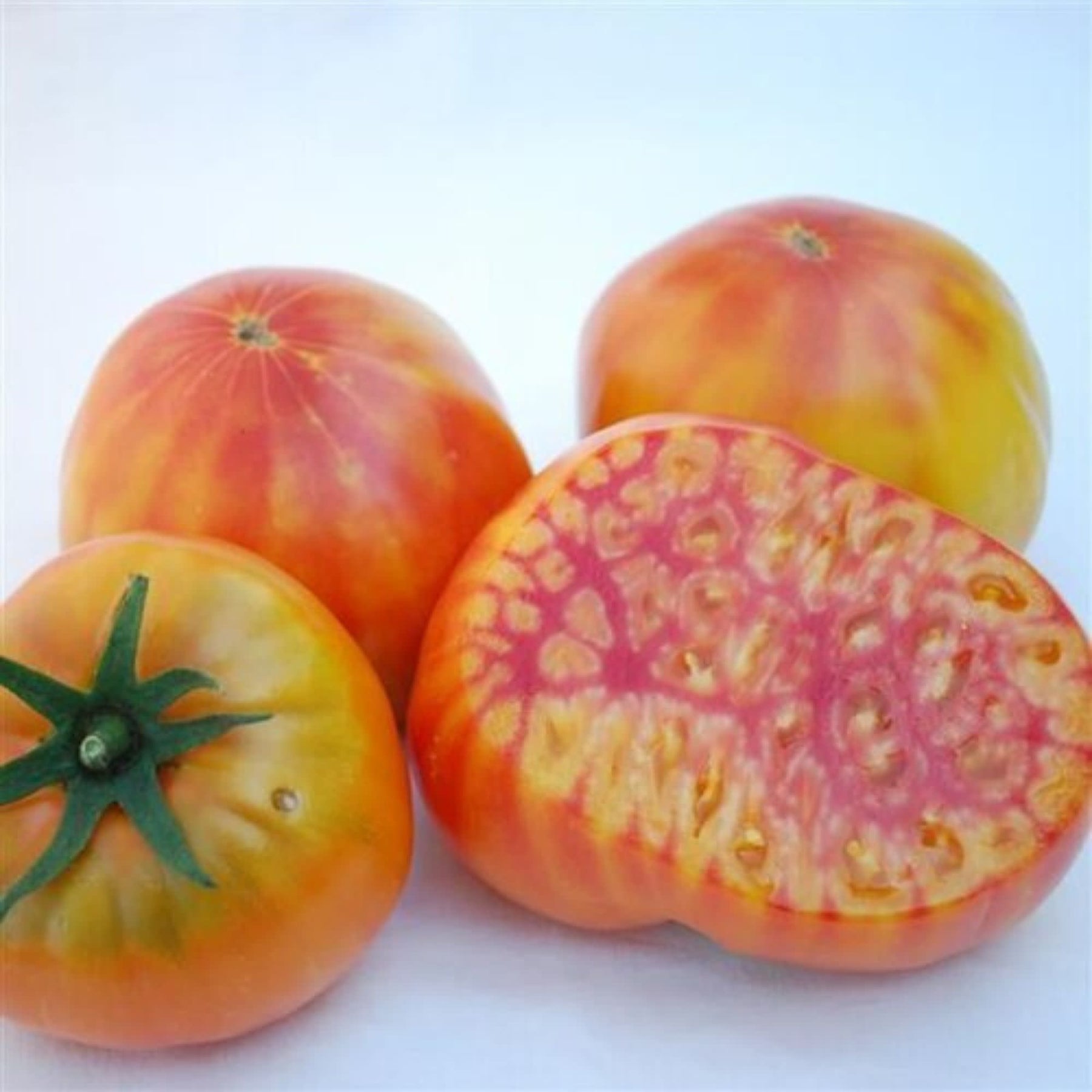 Proven Selections® Mr. Stripey Slicing Tomato (Solanum lycopersicum)